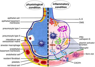 Immunological and homeostatic pathways of alpha -1 antitrypsin: a new therapeutic potential